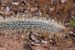 Cleistocactus baumannii