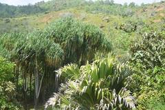 Martellidendron hornei