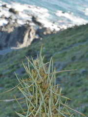 Aciphylla squarrosa squarrosa