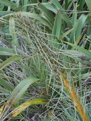 Aciphylla squarrosa squarrosa