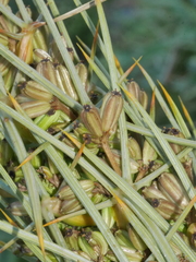 Aciphylla squarrosa squarrosa