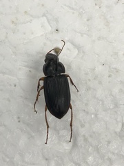 Pseudoophonus