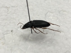Pseudoophonus