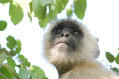 Semnopithecus entellus