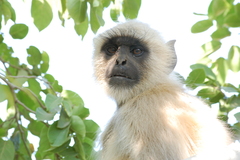 Semnopithecus entellus