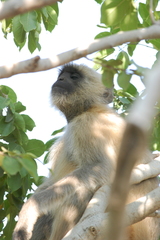 Semnopithecus entellus
