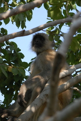 Semnopithecus entellus