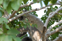 Semnopithecus entellus