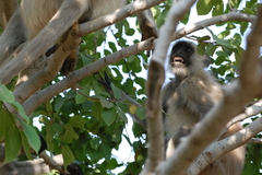 Semnopithecus entellus