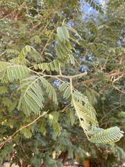 Albizia brevifolia