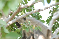 Semnopithecus entellus