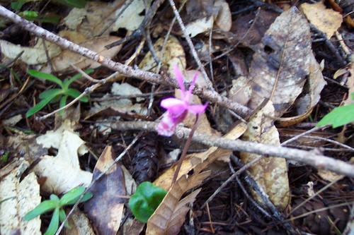 iNaturalist observation photo of Western Fairy-slipper