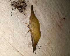 Simopteryx