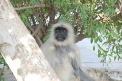 Semnopithecus entellus