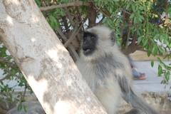 Semnopithecus entellus