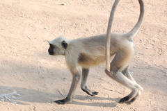 Semnopithecus entellus