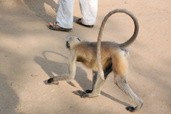 Semnopithecus entellus