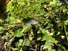 Prophysaon foliolatum