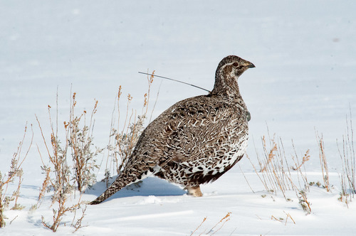 Greater Sage-Grouse