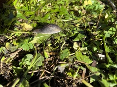 Prophysaon foliolatum