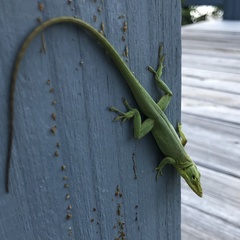 Anolis smaragdinus