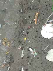 Minuca ecuadoriensis