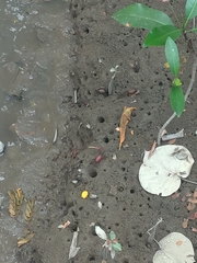 Minuca ecuadoriensis