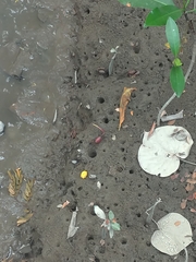 Minuca ecuadoriensis