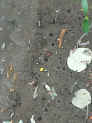 Minuca ecuadoriensis