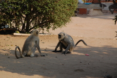Semnopithecus entellus