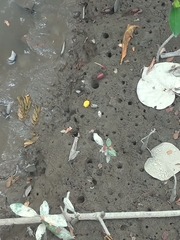 Minuca ecuadoriensis