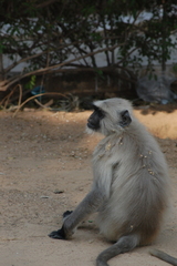 Semnopithecus entellus