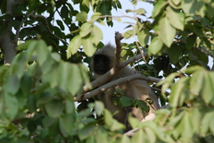 Semnopithecus entellus