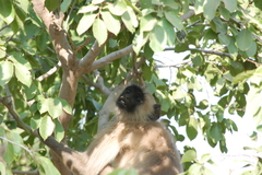 Semnopithecus entellus