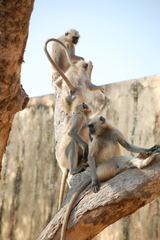 Semnopithecus entellus