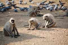 Semnopithecus entellus
