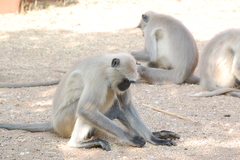 Semnopithecus entellus