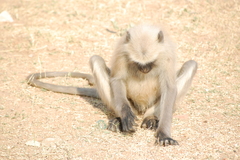 Semnopithecus entellus