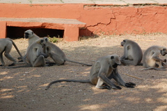 Semnopithecus entellus