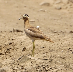 Burhinus