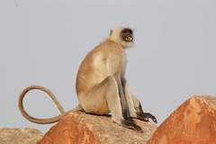 Semnopithecus entellus
