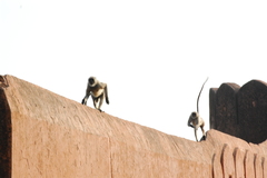 Semnopithecus entellus