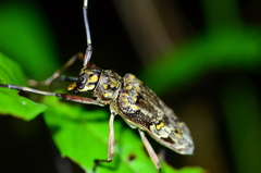 Macropophora trochlearis