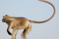 Semnopithecus entellus