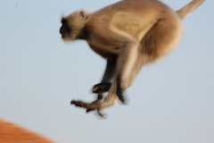 Semnopithecus entellus