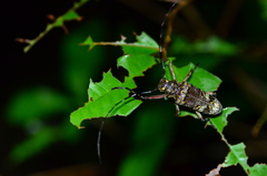 Macropophora trochlearis