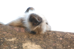 Semnopithecus entellus