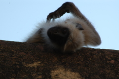Semnopithecus entellus