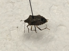 Halyomorpha halys
