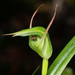 Pterostylis banksii - Photo 由 Pete McGregor 所上傳的 (c) Pete McGregor，保留部份權利CC BY-NC-ND